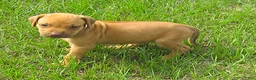 Rhodesian Ridgeback dogs for sale: Rhodesian Ridgeback 5 - Ad 3