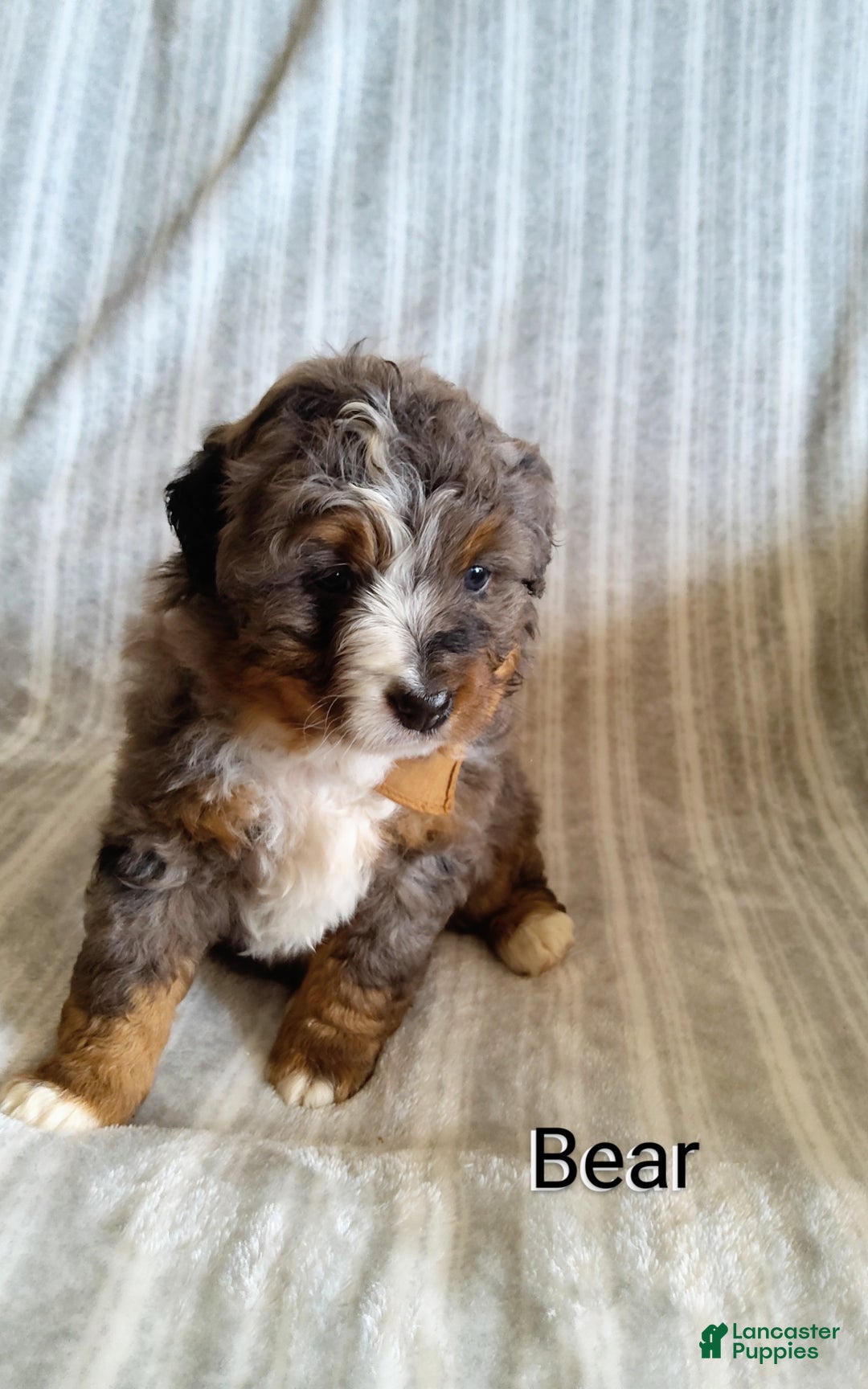 Mini Bernedoodle dogs for sale:  Bear - Ad 4