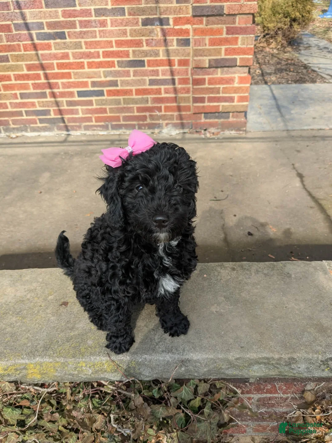 Mixed Breed dogs for sale: Mixed Breed Puppy 1 - Ad 4