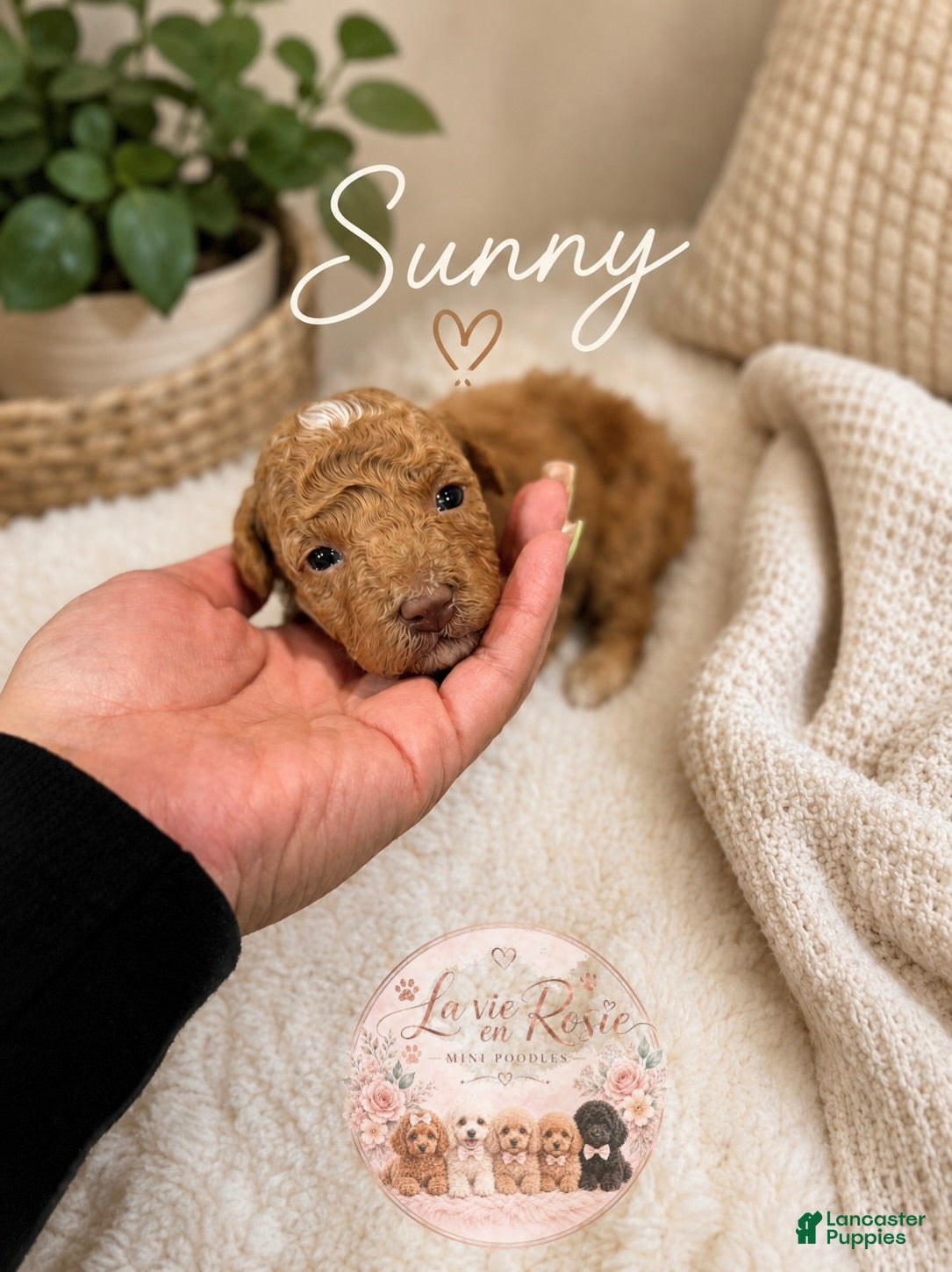 Miniature Poodle dogs Sunny - Ad 36