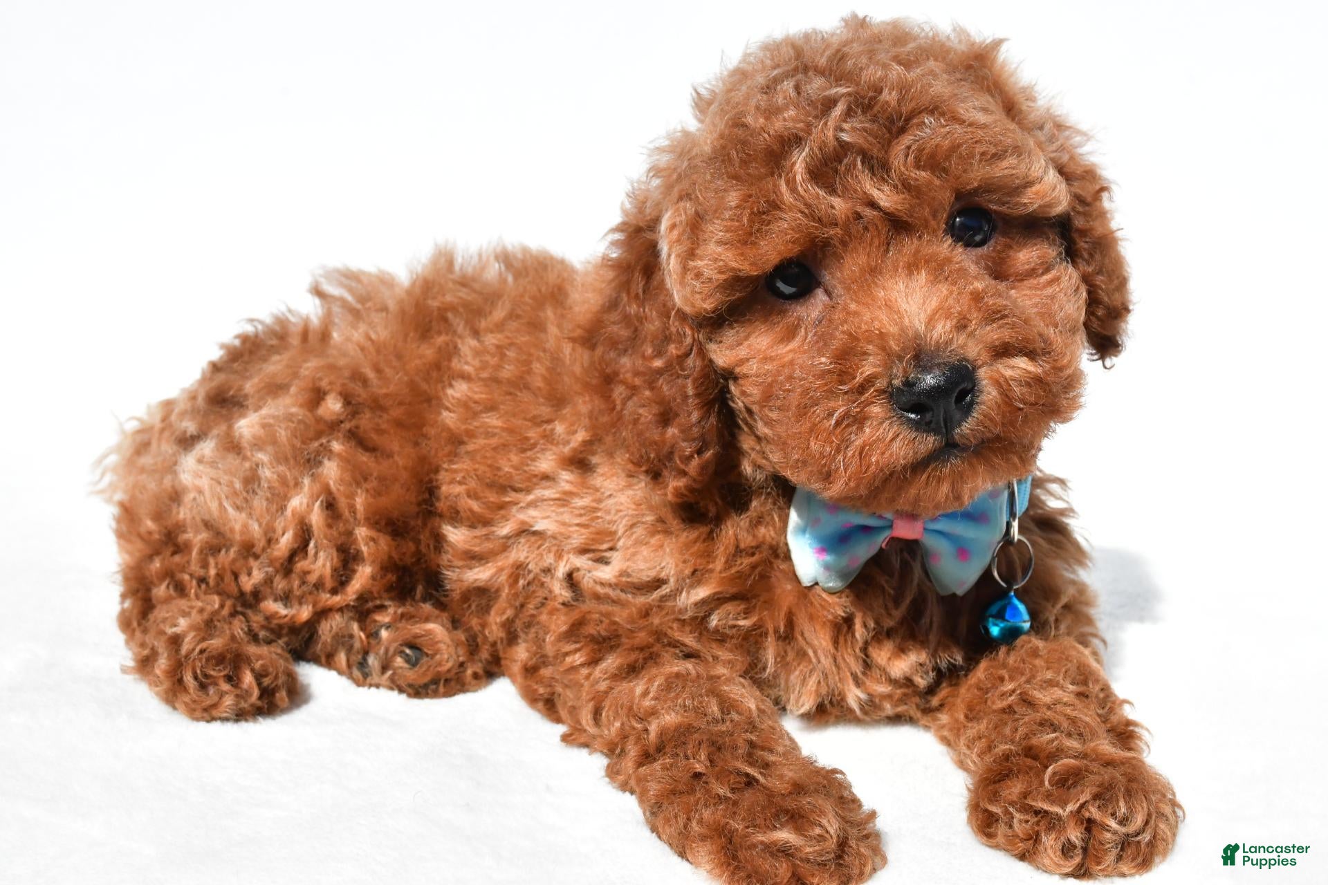 Colby (Miniature Poodle, Male) in Millersburg, OH