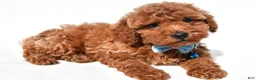 Miniature Poodle dogs for sale: Colby - Ad 1