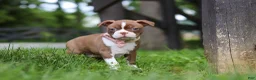 Boston Terrier dogs for sale: Ember - Ad 6