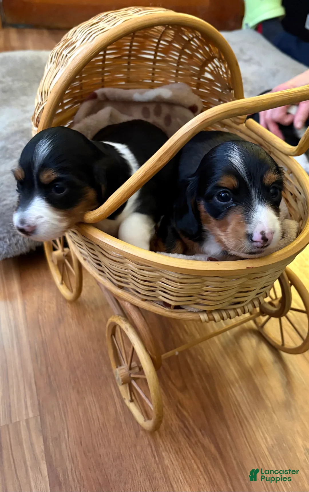 Miniature Dachshund dogs for sale: Waylon - Ad 2