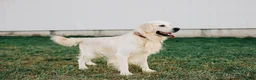Golden Retriever dogs for sale: Jasper - Ad 11