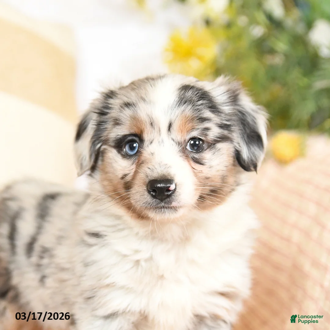 Mixed Breed dogs for sale: Fancy - Ad 2