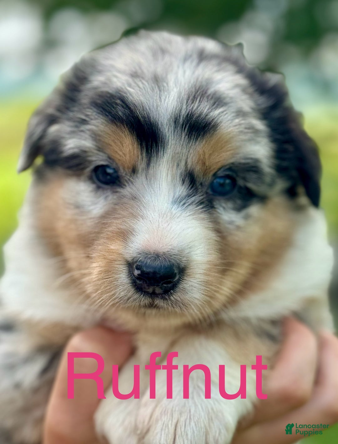 Australian Shepherd dogs for sale: Toothless - Ad 5