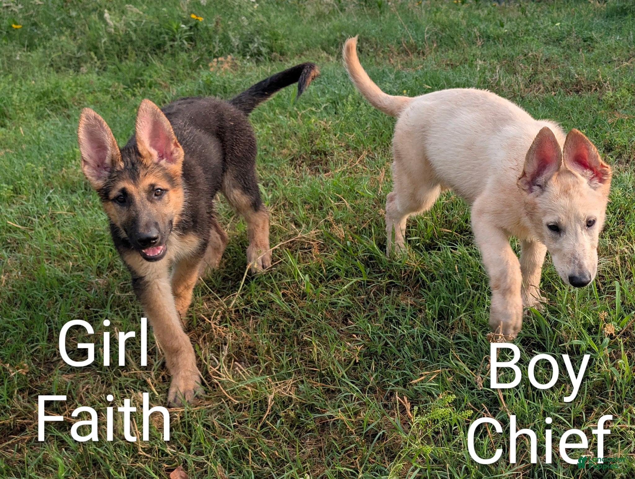 German Shepherd dogs Faith - Ad 10