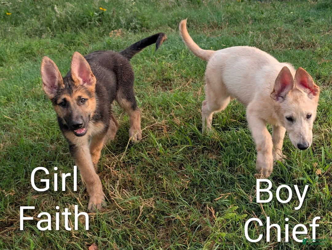 German Shepherd dogs for sale: Faith - Ad 1