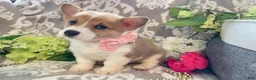 Welsh Corgi Pembroke dogs for sale: Mandy - Ad 11
