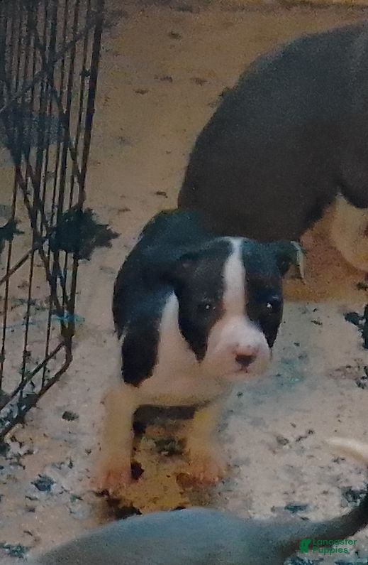 American Pit Bull Terrier dogs American Pit Bull Terrier 6 - Ad 23