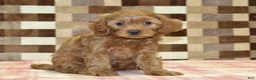 Cavapoo dogs for sale: Scout - Ad 4