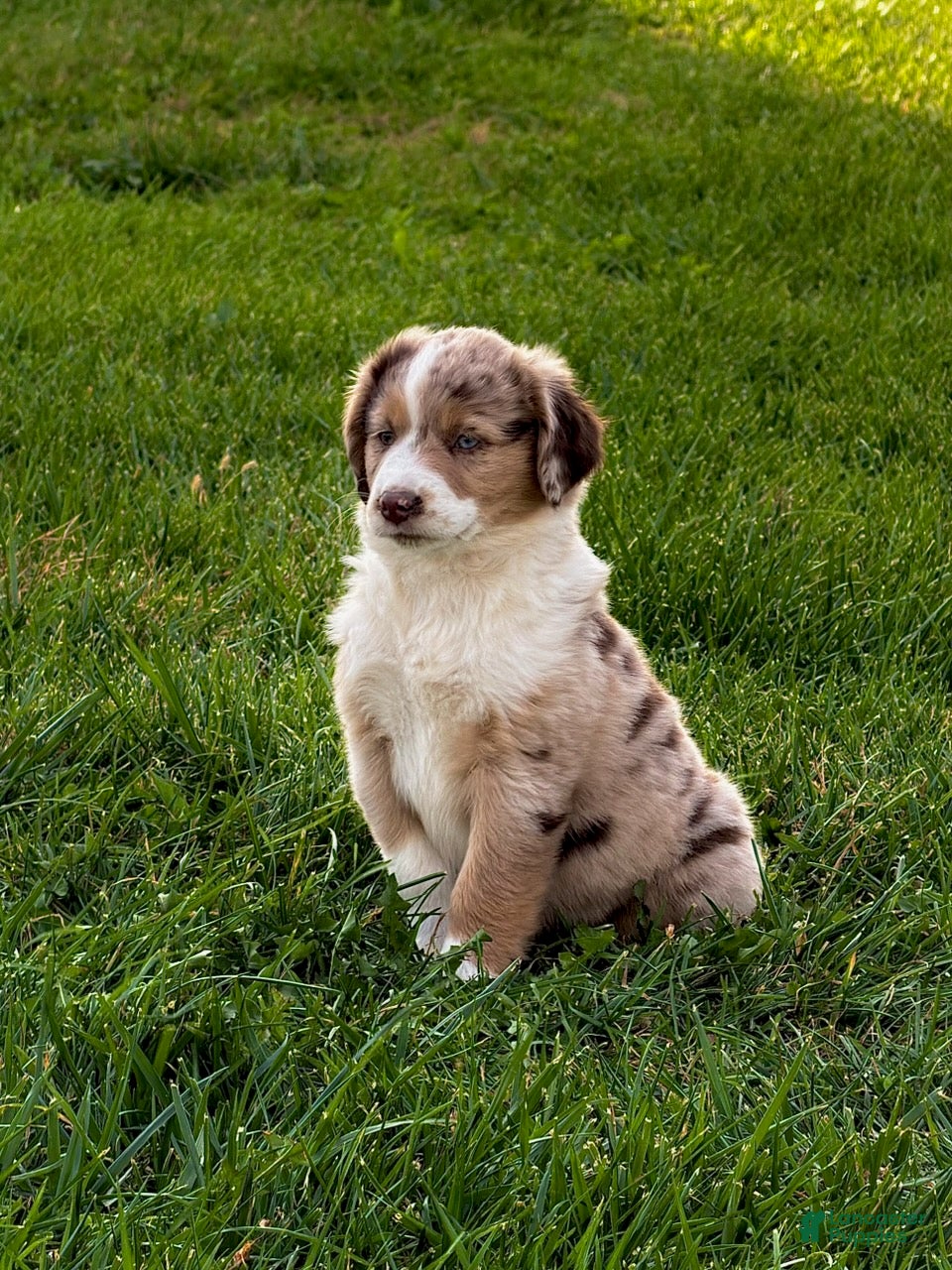 Miniature Australian Shepherd dogs for sale: Nicci - Ad 13