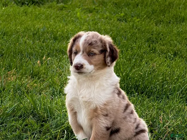 Miniature Australian Shepherd dogs for sale: Nicci - Ad 13
