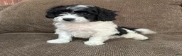 Havapoo dogs for sale: 1 Tony - Ad 5
