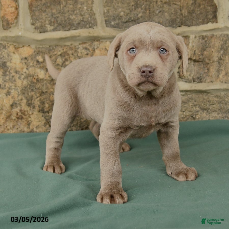 Labrador Retriever dogs Isabelle - Ad 2