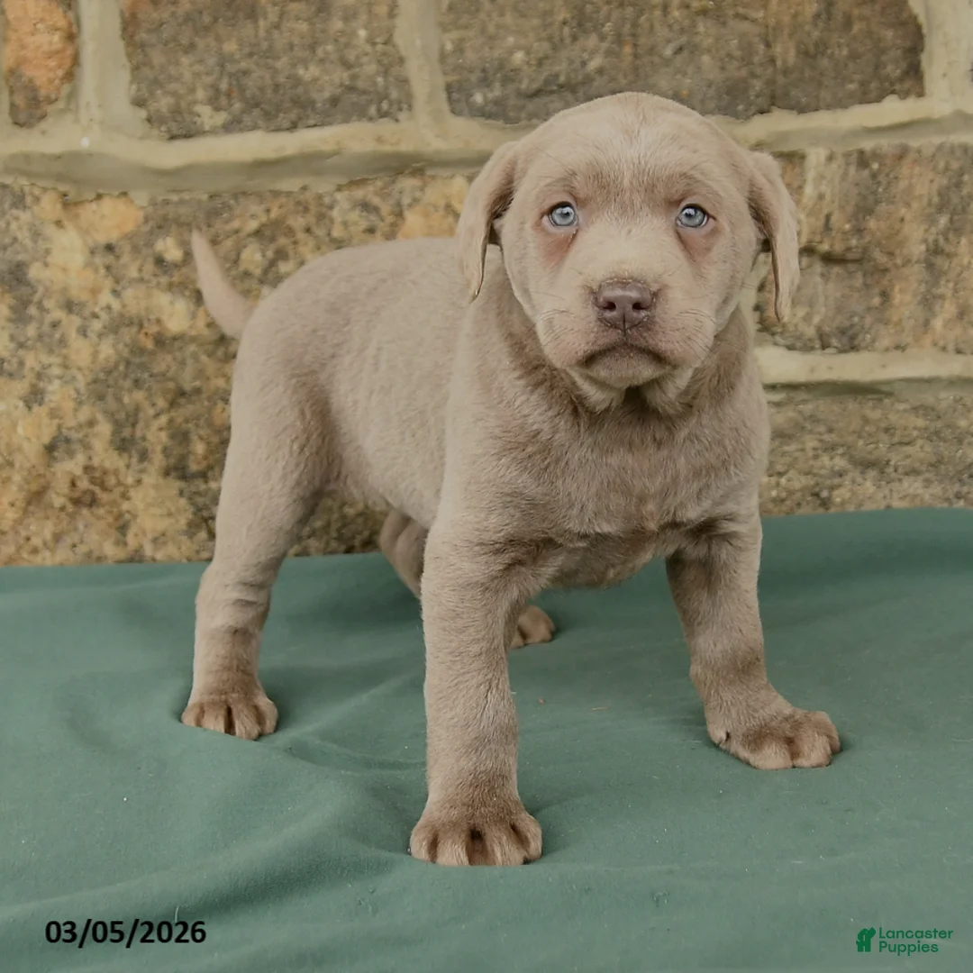 Labrador Retriever dogs for sale: Isabelle - Ad 2