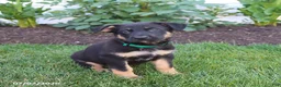 German Shepherd dogs for sale: Simba - Ad 3