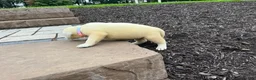 Labrador Retriever dogs for sale: Olivia - Ad 3