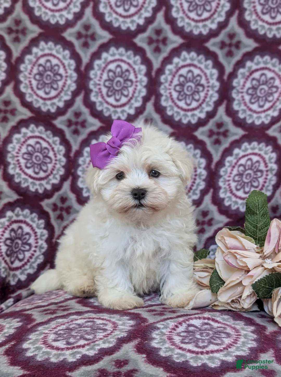 Maltese dogs for sale: Josalyn 7 lbs Full Grown - Ad 2