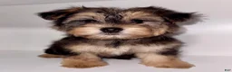 Morkie dogs for sale: Morkie 1 - Ad 7
