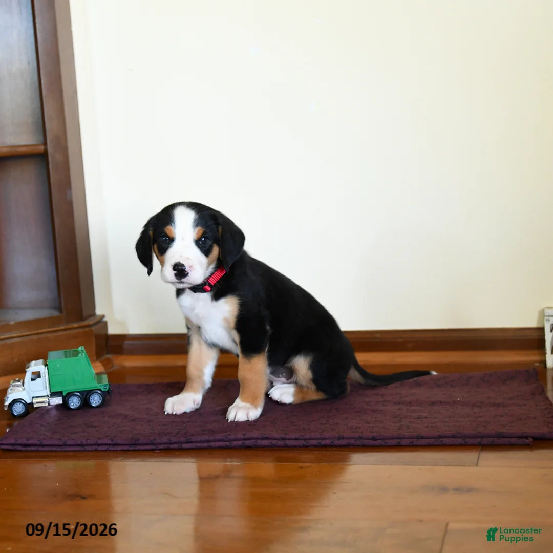Greater Swiss Mountain Dog dogs for sale: Wellington - Ad 2