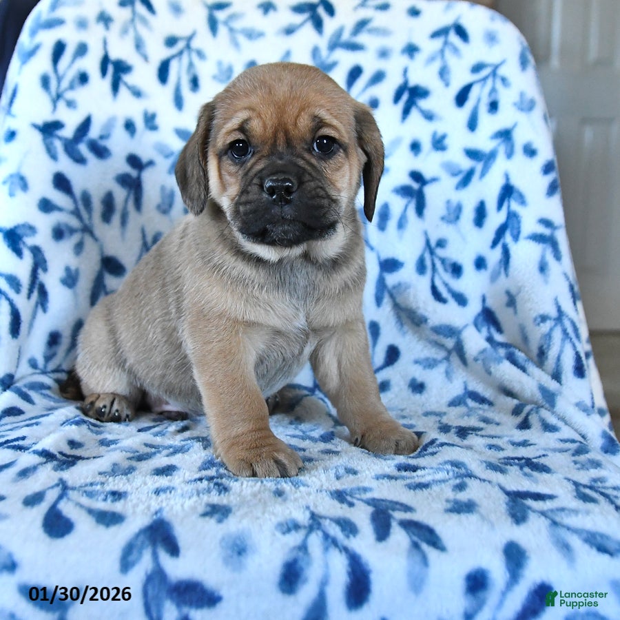 Puggle dogs Sprout - Ad 5
