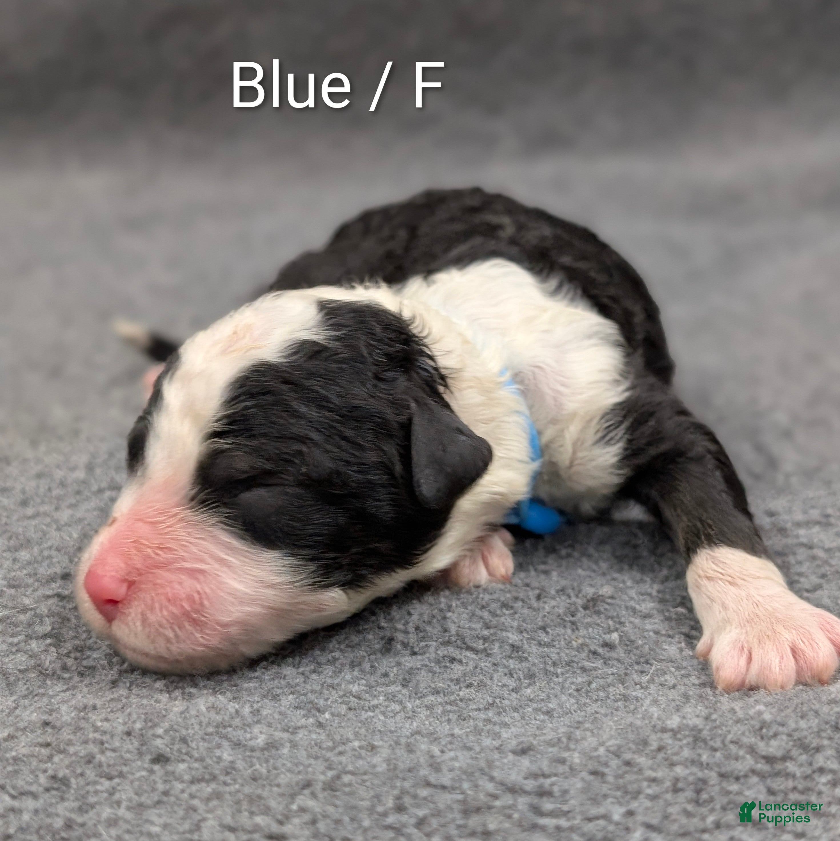 Sheepadoodle dogs Blue collar - Ad 1