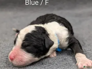 Sheepadoodle dogs for sale: Blue collar - Ad 1