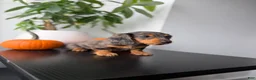 Miniature Dachshund dogs for sale: Mikko  - Ad 8