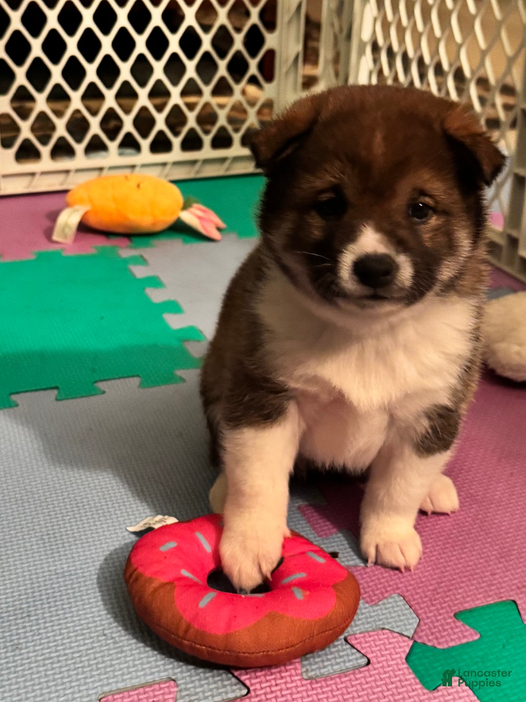Shiba Inu dogs for sale: Shiba Inu Puppy 3 - Ad 1