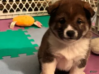 Shiba Inu dogs Shiba Inu Puppy 3 - Ad 12