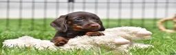 Miniature Dachshund dogs for sale: Bo - Ad 6