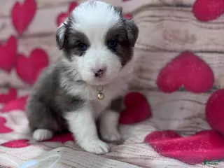 Australian Shepherd dogs Australian Shepherd Puppy - Tan Collar - Ad 32