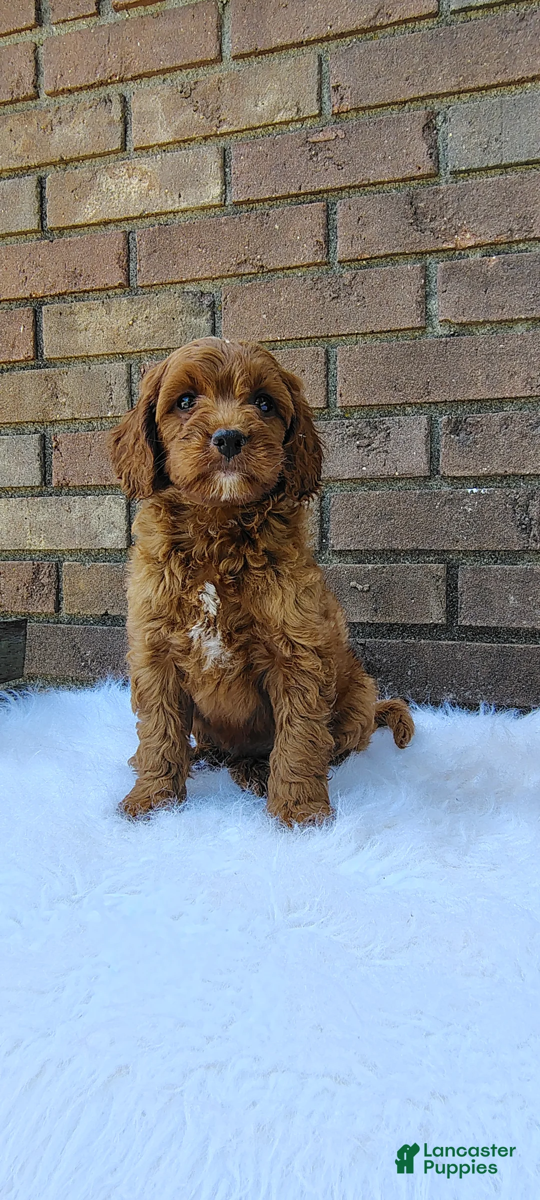 Irish Doodle dogs for sale: Hank - Ad 1