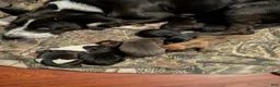 Mixed Breed dogs for sale: Boy - Ad 4