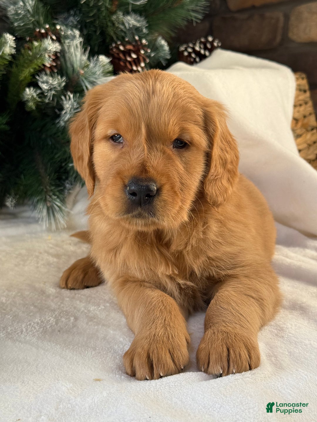 Golden Retriever dogs for sale: Charlie - Ad 1
