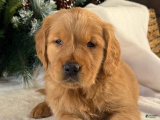 Golden Retriever dogs for sale: Charlie - Ad 1
