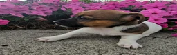 Jack Russell Terrier dogs for sale: Jewel - Ad 2