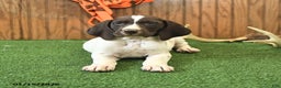 German Shorthaired Pointer dogs for sale: Champ  - Ad 3