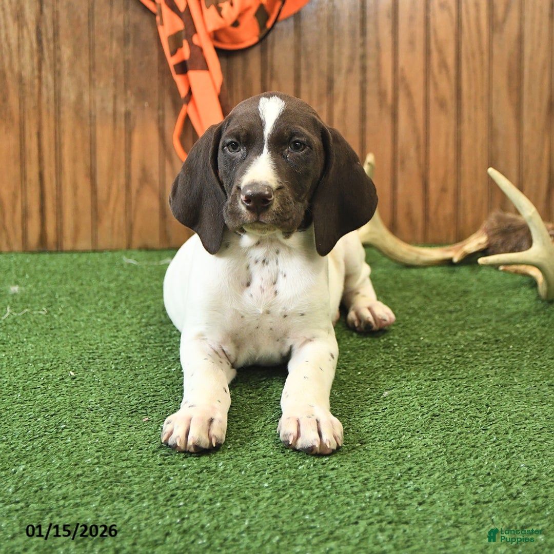 German Shorthaired Pointer dogs for sale: Champ  - Ad 3