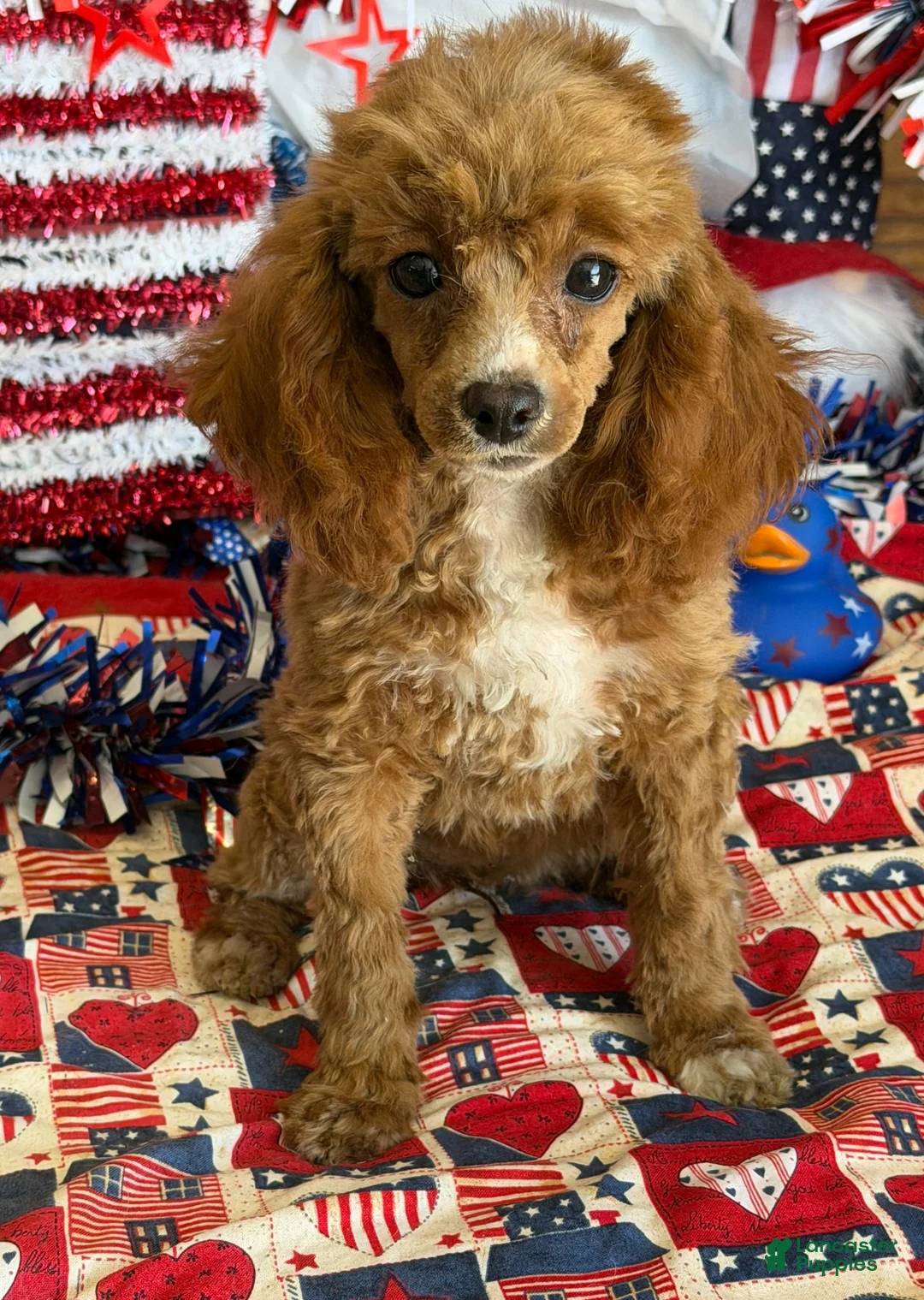 Miniature Poodle dogs for sale: Pixie - Ad 2