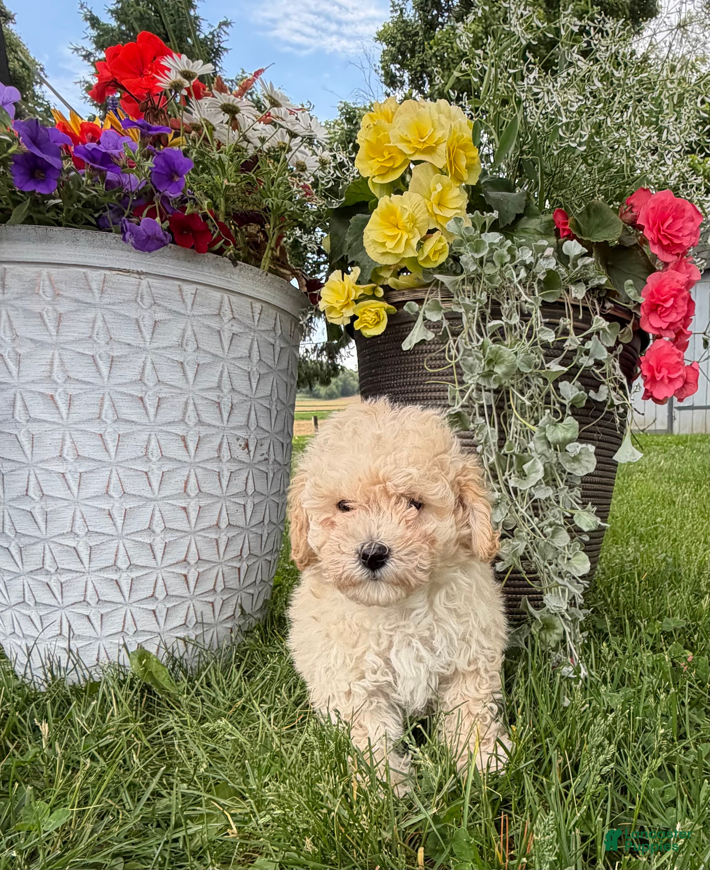 Bichpoo dogs for sale: Ellie - Ad 1