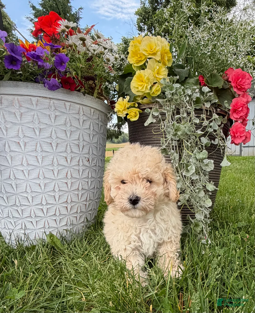Bichpoo dogs for sale: Ellie - Ad 1