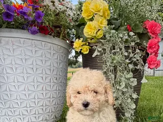 Bichpoo dogs for sale: Ellie - Ad 1
