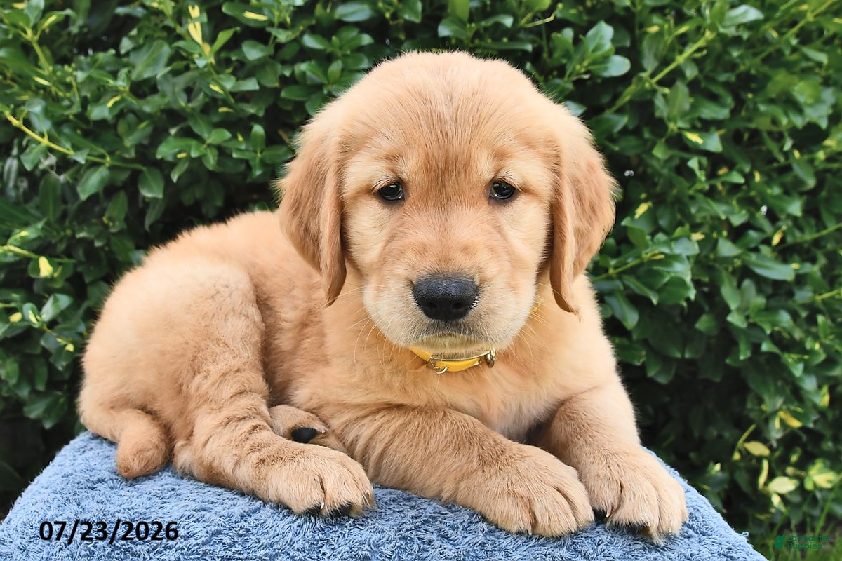 Golden Retriever dogs Lola - Ad 1