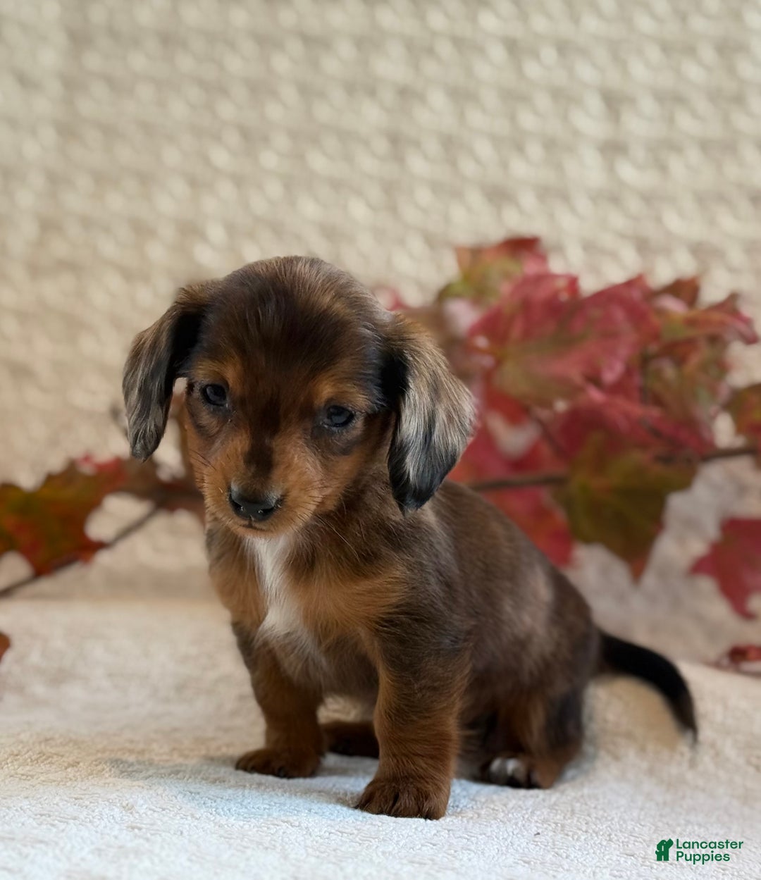 Miniature Dachshund dogs for sale: Mini - Ad 4