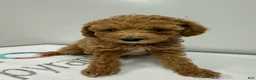 Mini Goldendoodle dogs for sale: Mini Goldendoodle 1 - Ad 3