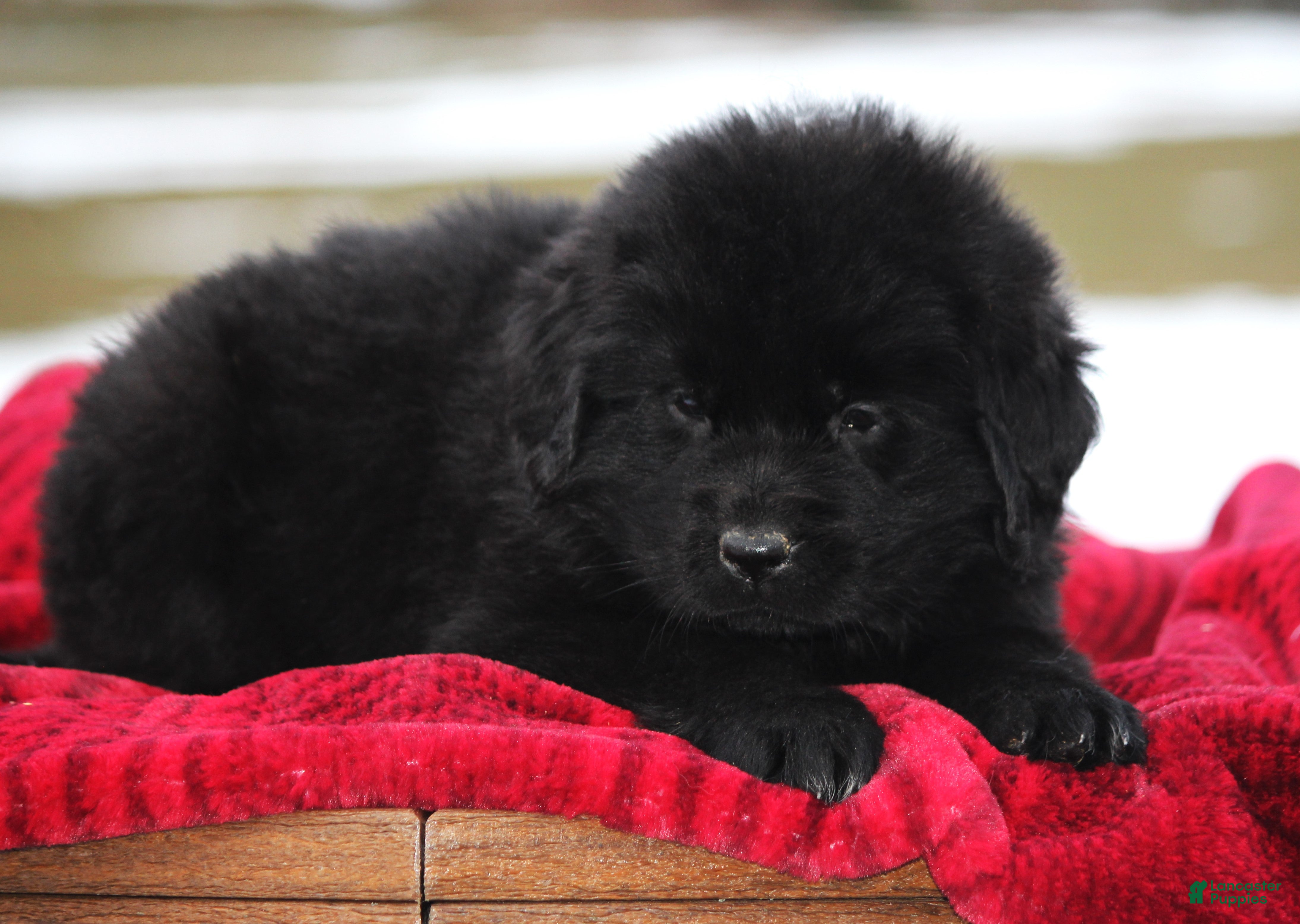 Newfoundland dogs Paris - Ad 32