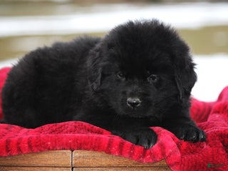 Newfoundland dogs Paris - Ad 37